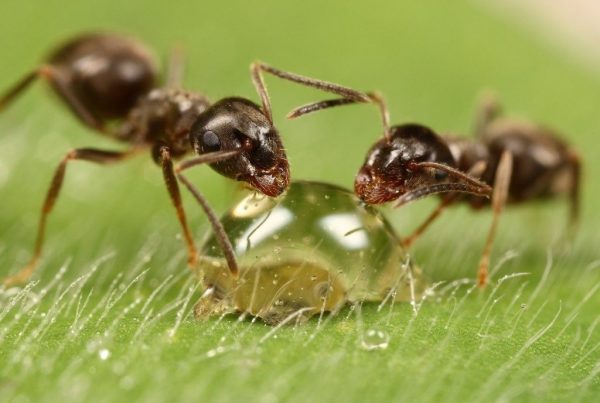 Капля муравьиной кислоты и два муравья
