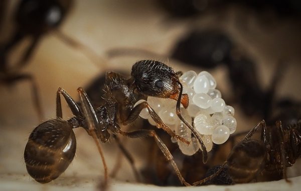 Муравей тащит муравьиные яйца