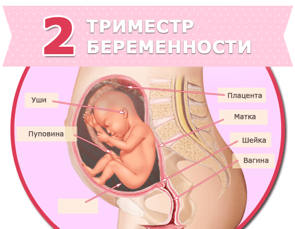 2 триместр беременности