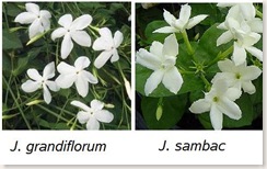 Jasminum grandiflorum и Jasminum sambac