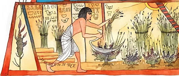 Египтянин собирает урожай лаванды