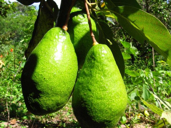 Плоды авокадо на ветке