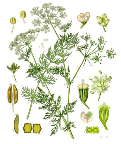 Ботаническая иллюстрация Carum carvi
