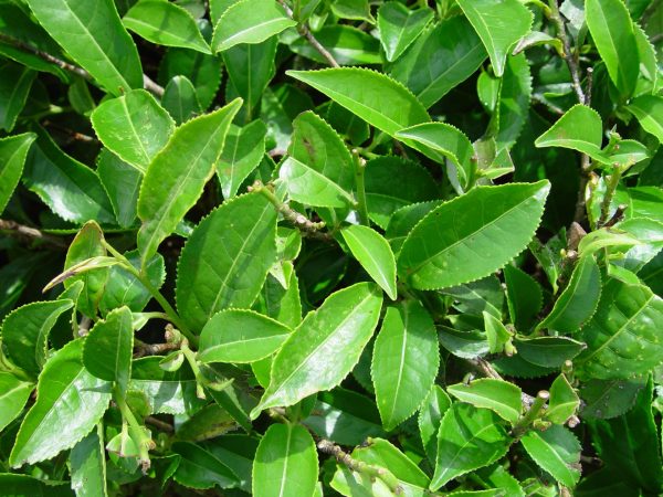 Листья чайного дерева