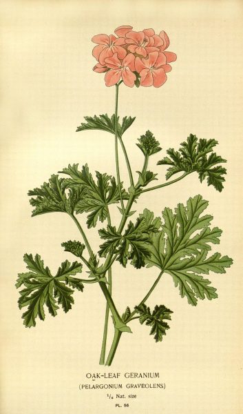 Ботаническая иллюстрация Пеларгонии