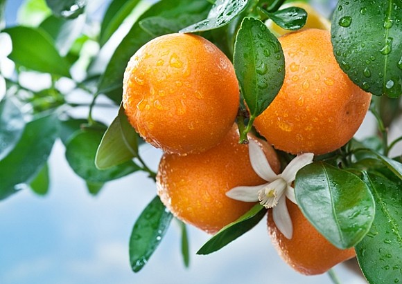 Ветка апельсина с плодами