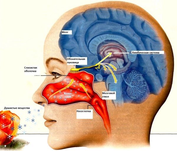 Воздействие паров эфирного масла на мозг: схема