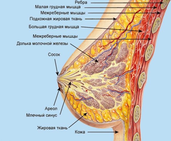 Схема строения груди