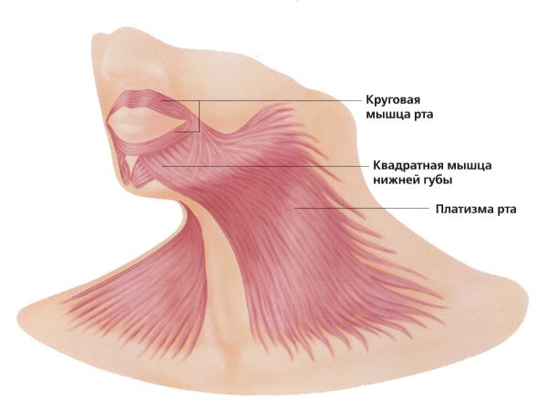 Схема строения мышц шеи