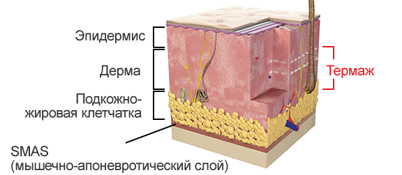 Схема строения тканей