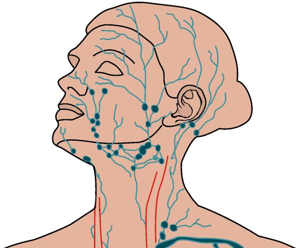 Лимфатическая система головы и лица