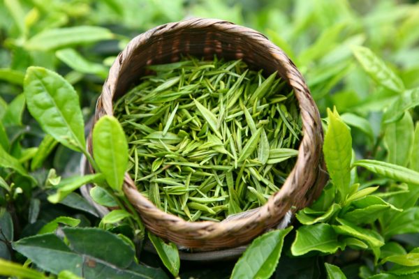 Листья зелёного чая