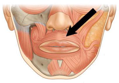 Круговая мышца рта