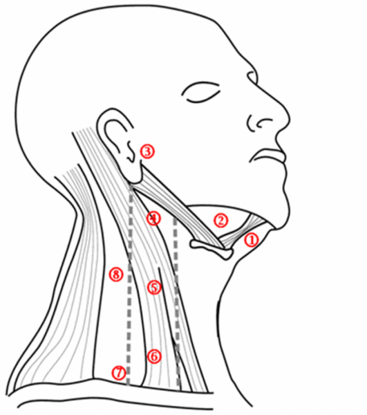 Лимфатические узлы на шее
