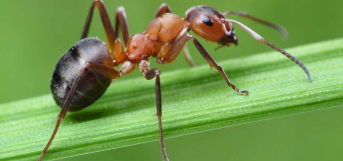 муравьиная кислота